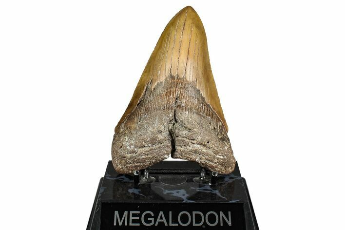 Serrated, Fossil Megalodon Tooth - North Carolina #342154